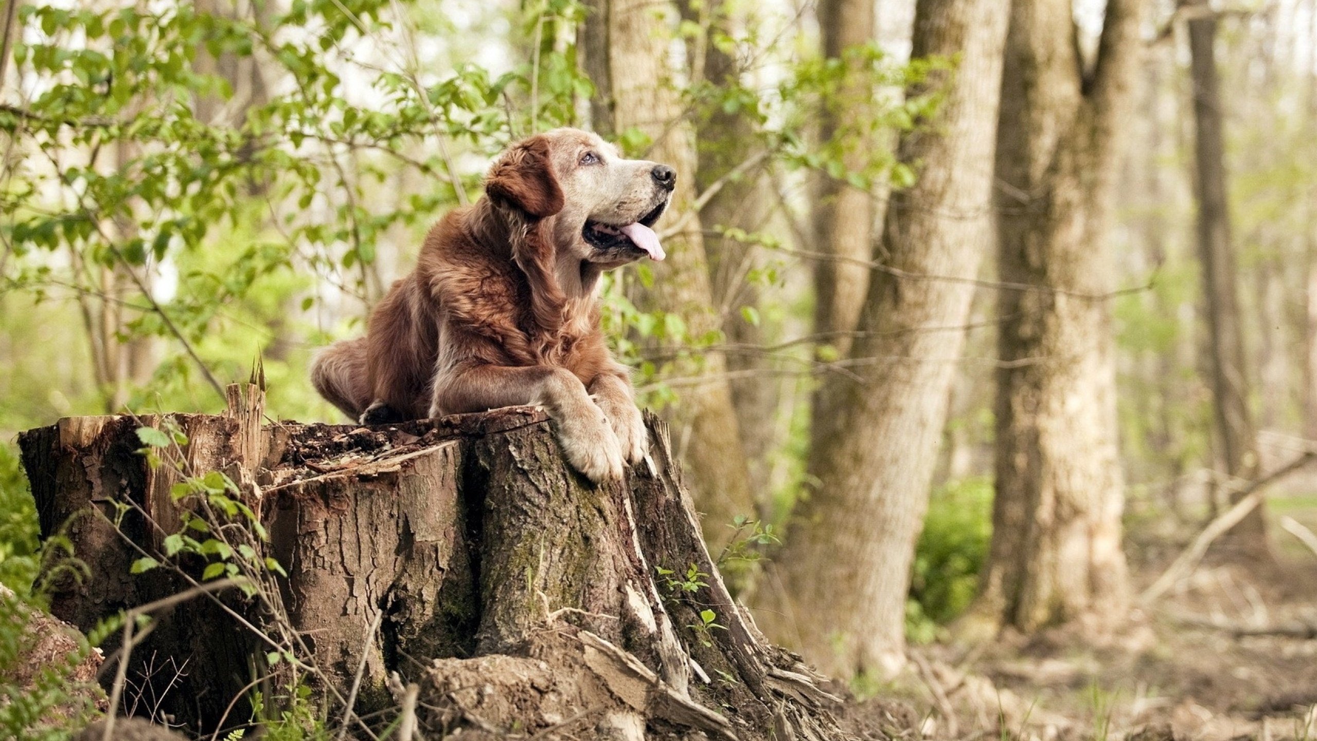 乐鱼vip-“英超明星齐聚，精彩表现不断刷新纪录”，英超明星球队