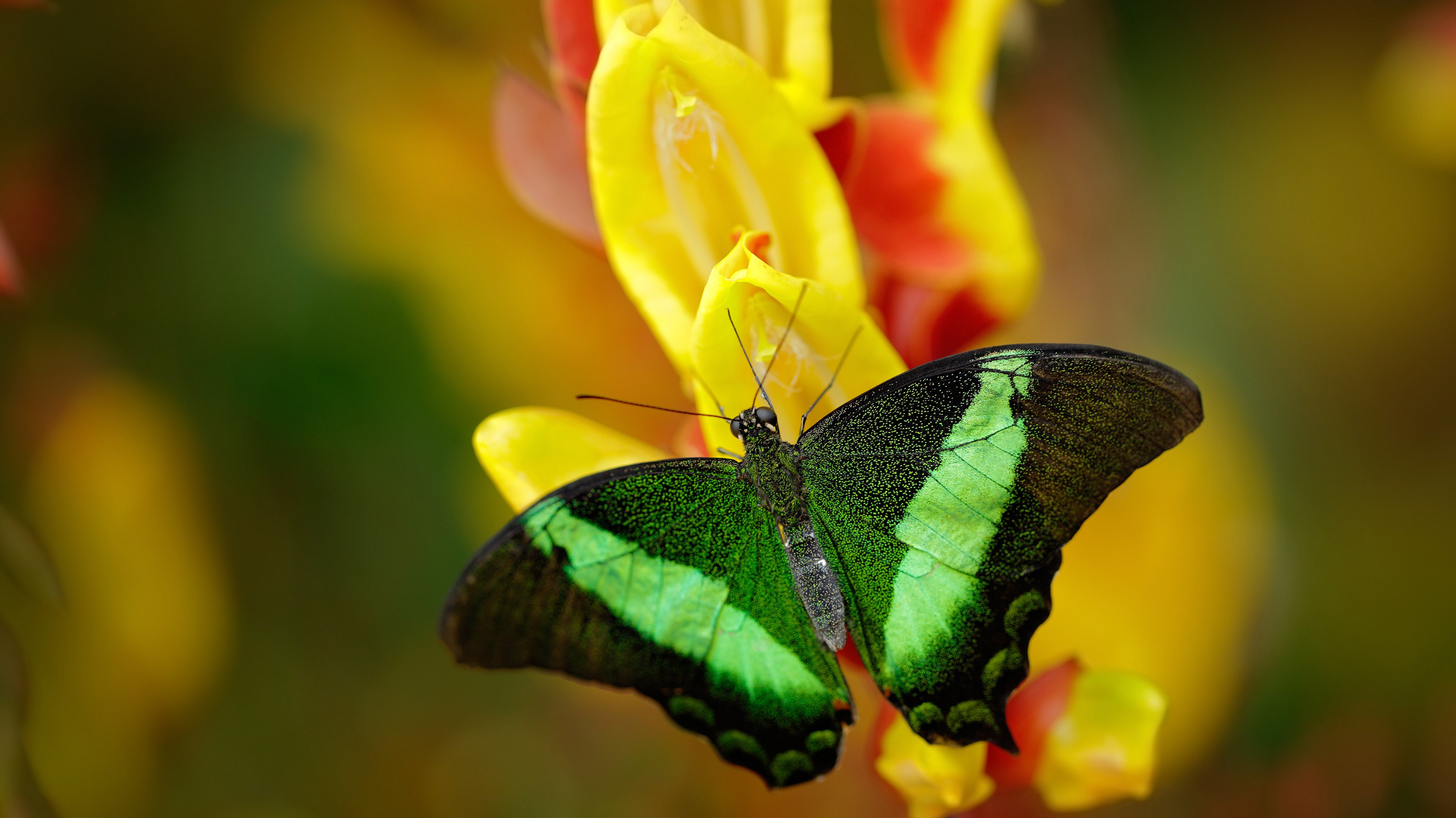 全境跑酷挑战,穿越城市建筑的极限冒险,全程跑酷游戏