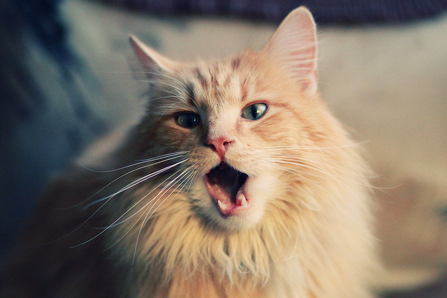 名人访谈:明星球员背后的小故事,采访nba球星