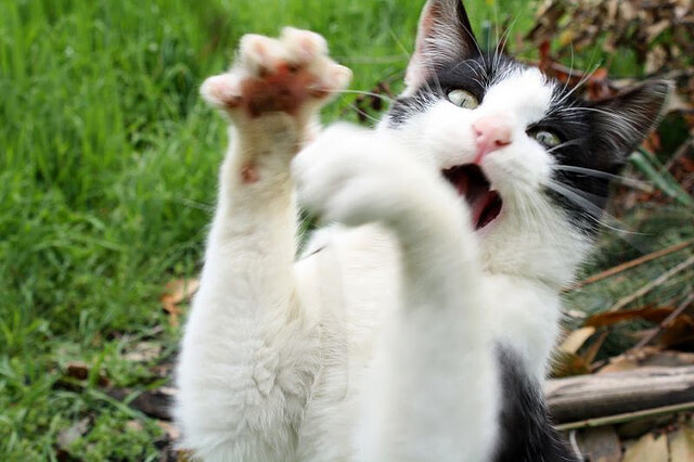 水上跃动—水上瑜伽引领健康新风潮,水上运动