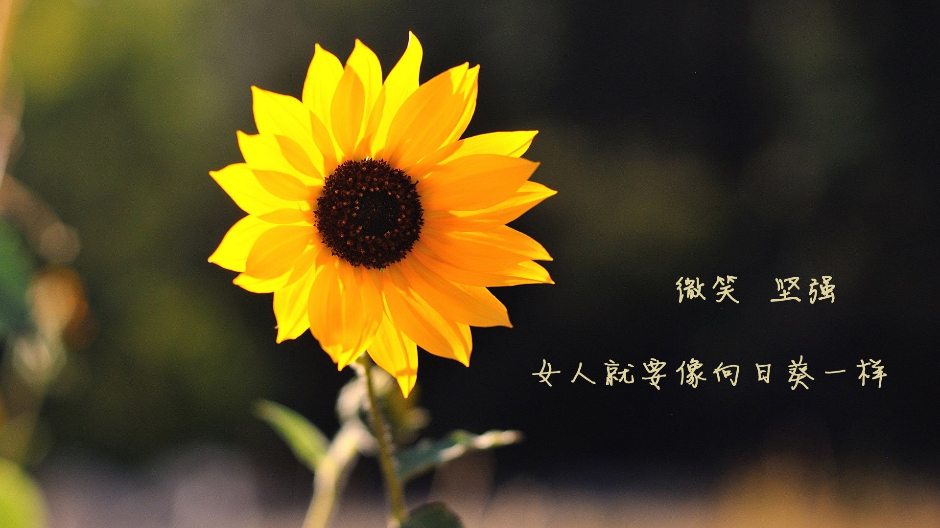 美国反曲弓女队在世界青年射箭锦标赛中获得银牌，国际反曲弓比赛规则