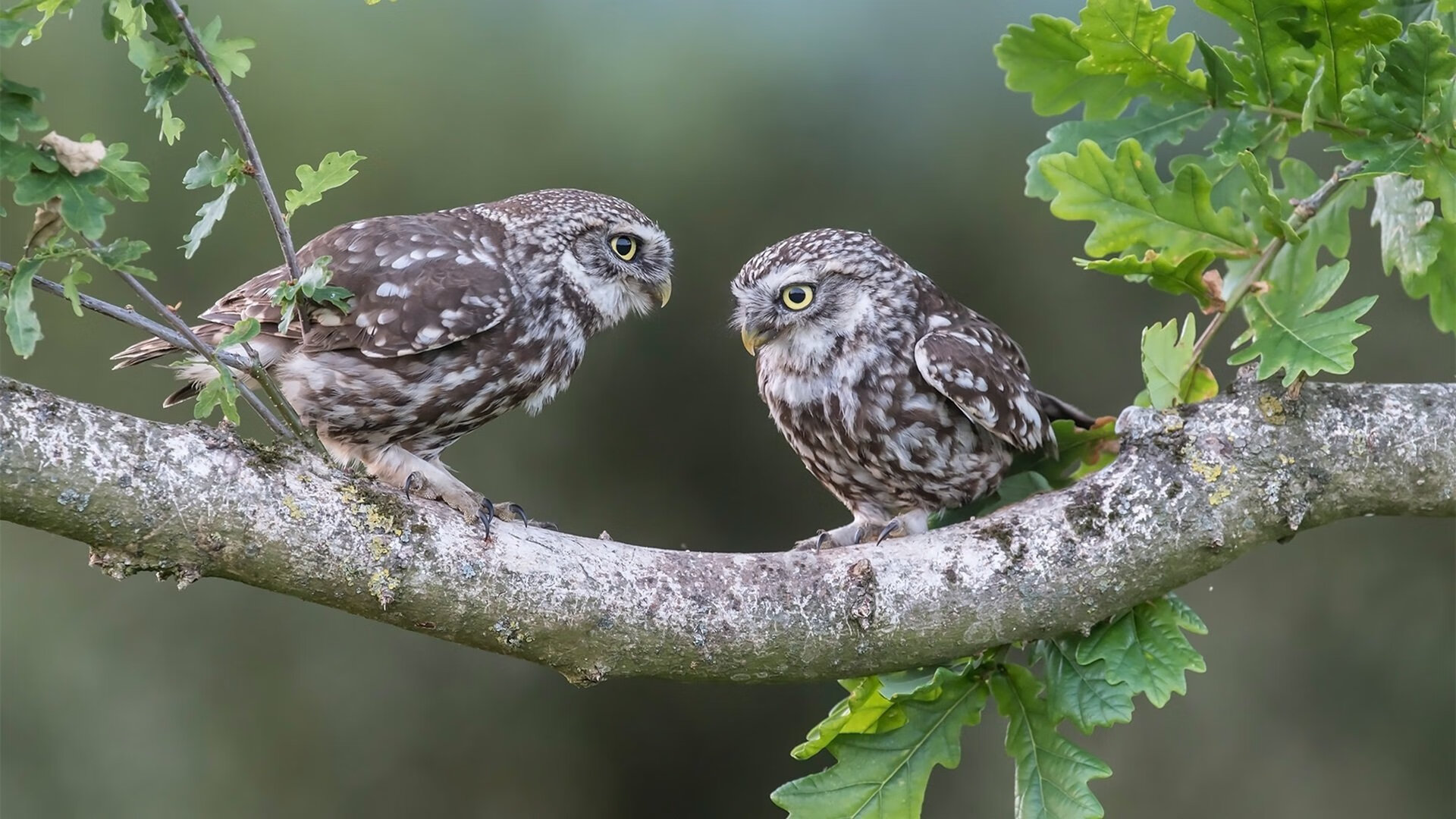 乐鱼电竞在线平台登录入口-全球杯篮球赛上一场经典的对决引发热议，全球篮球赛事直播