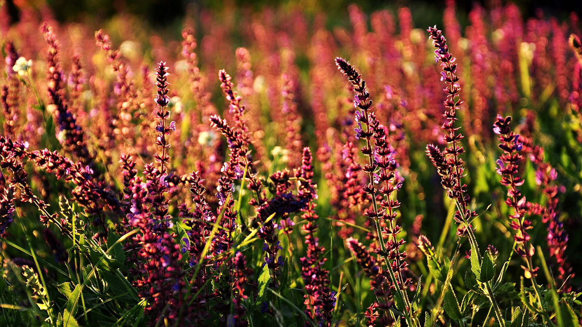 勇士展现团队协作成功逆袭，勇士队团队配合
