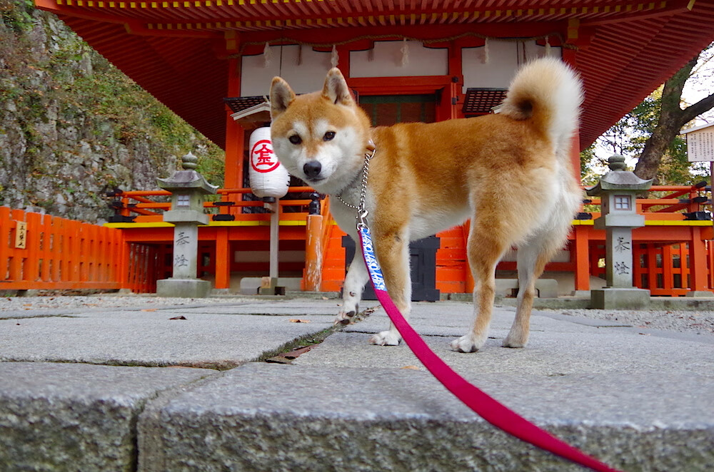 四川金强球队心理调节能力提升，四川金强球员名单