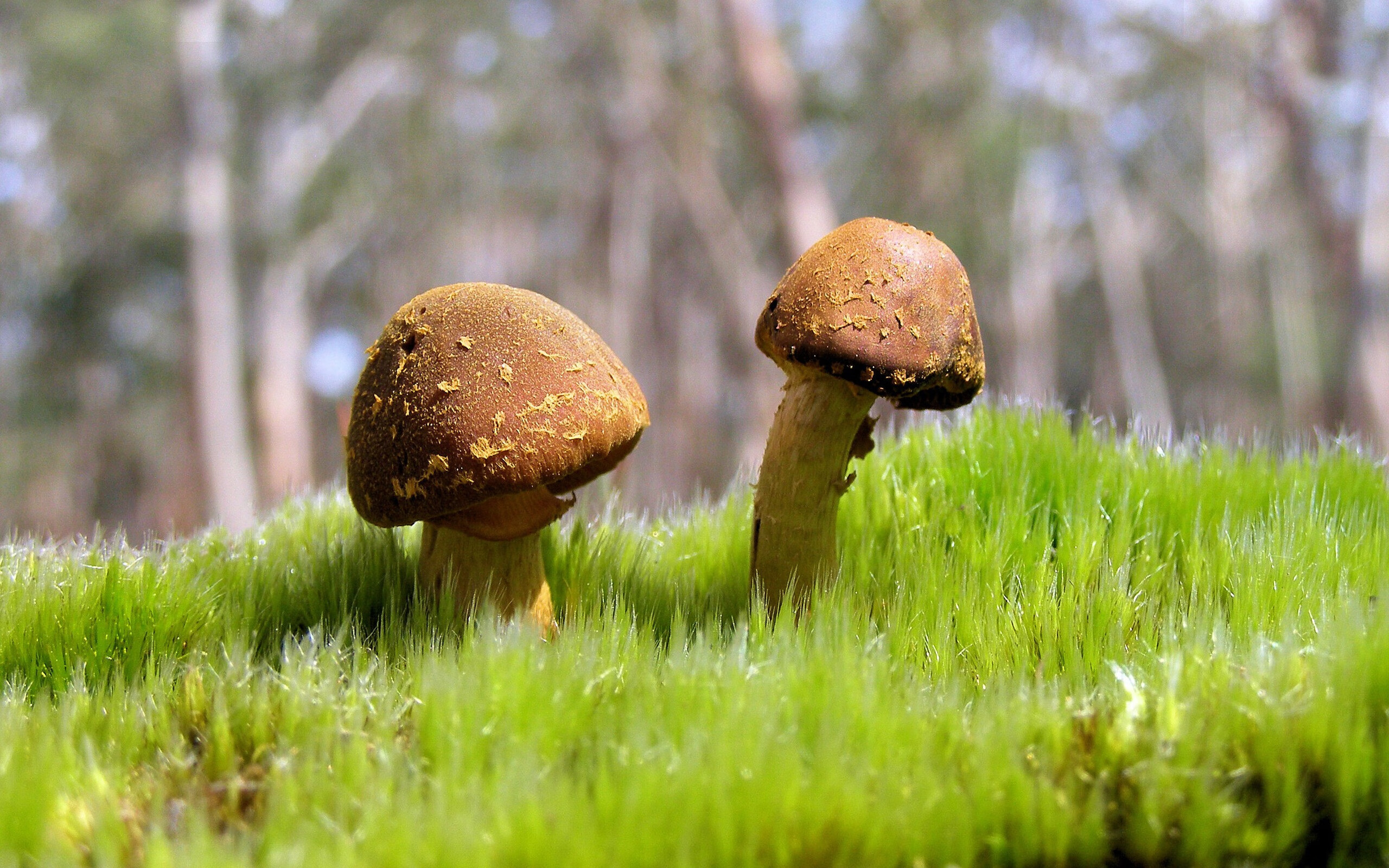 leyu乐鱼-四川金强球队新人表现抢眼，四川金强俱乐部球员