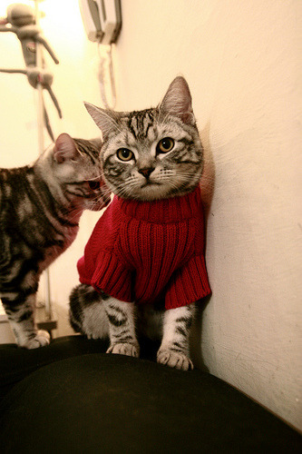 Leyu Sport登录入口-梦幻表演：亚洲足球明星齐聚同台，亚洲足球明星排名