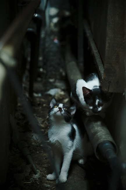 皇马主场2-1战胜马竞，德比战取胜，皇马2_0马竞