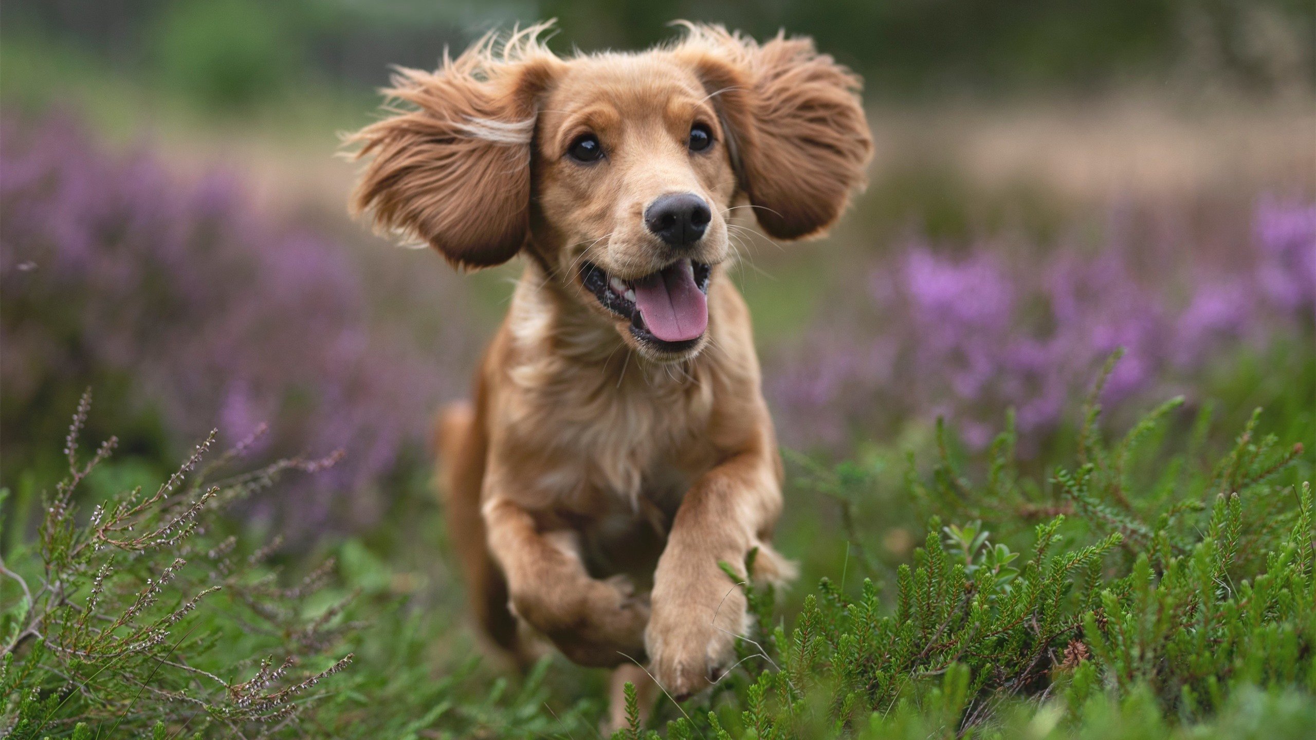 皇马主场2-1战胜马竞，德比战取胜，皇马2_0马竞