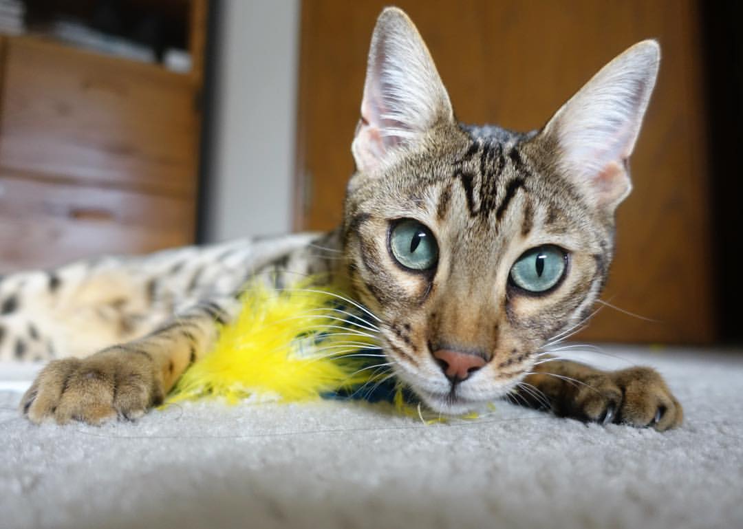 维达德卡萨布兰卡新赛季阵容公布,备战国内外赛事,卡萨布兰卡 知乎