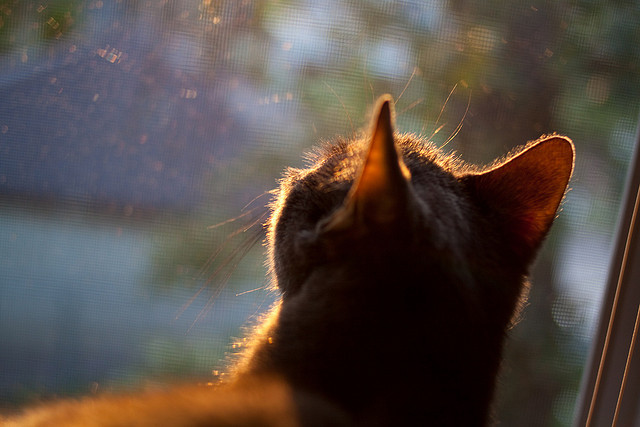 全国女子花样游泳锦标赛小将屡创佳绩，全国女子花样游泳锦标赛小将屡创佳绩视频