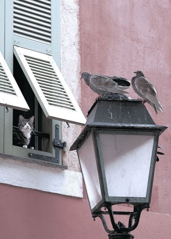 leyu乐鱼在线登录入口-埃及队未来发展：加强人才引进，提升专业训练体系，你知道埃及战队吗