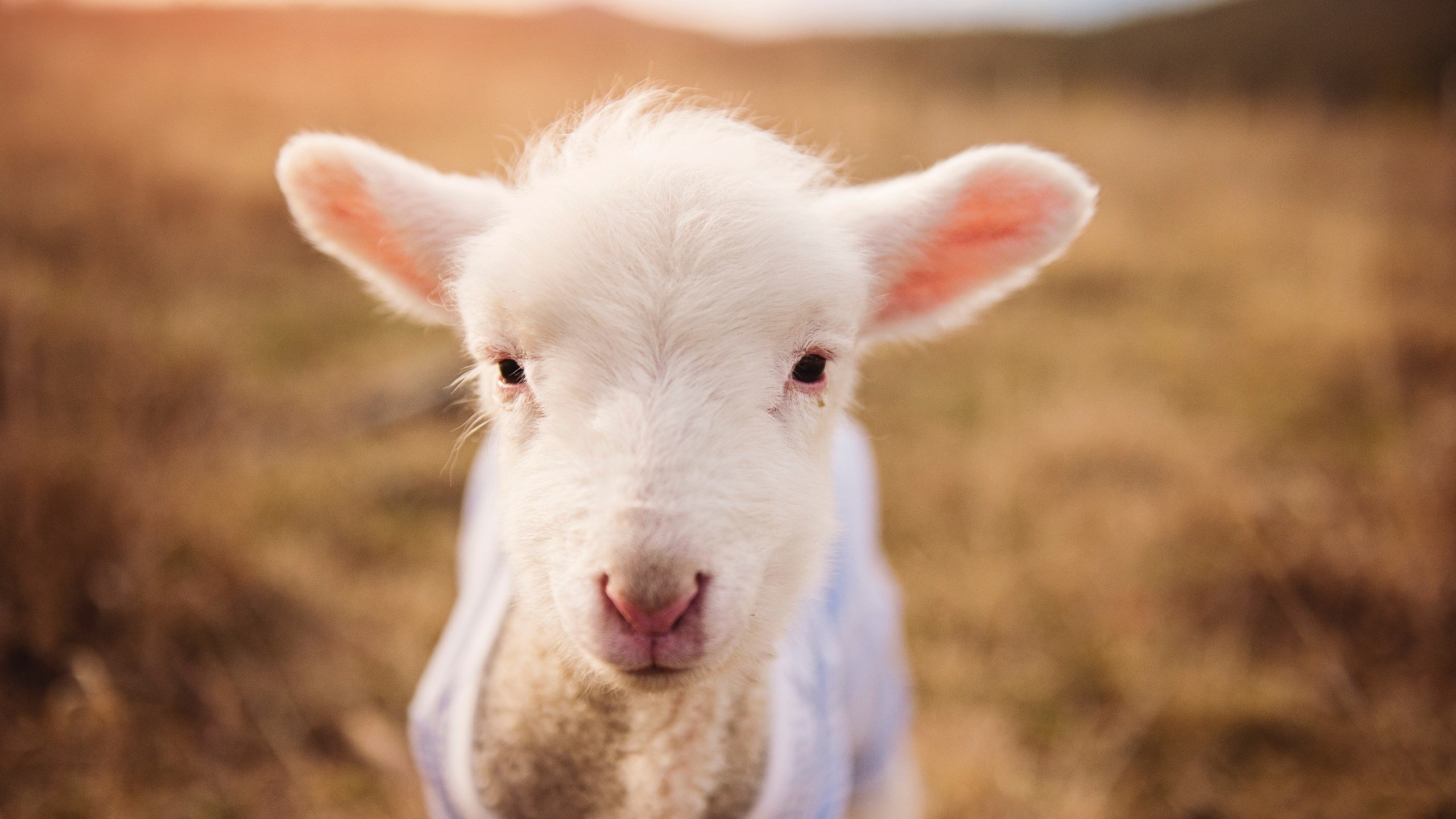 LEYU SPORTS中国官方网站-国家田径协会发布跨学科体能评估应用研究成果，体育跨学科融合实施途径