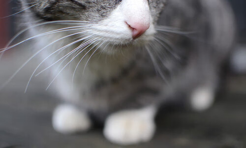 乐鱼（中国）体育官方网站-斯洛伐克女篮在欧洲预赛中表现优异，期待奥运资格到手，斯洛伐克女子篮球锦标赛