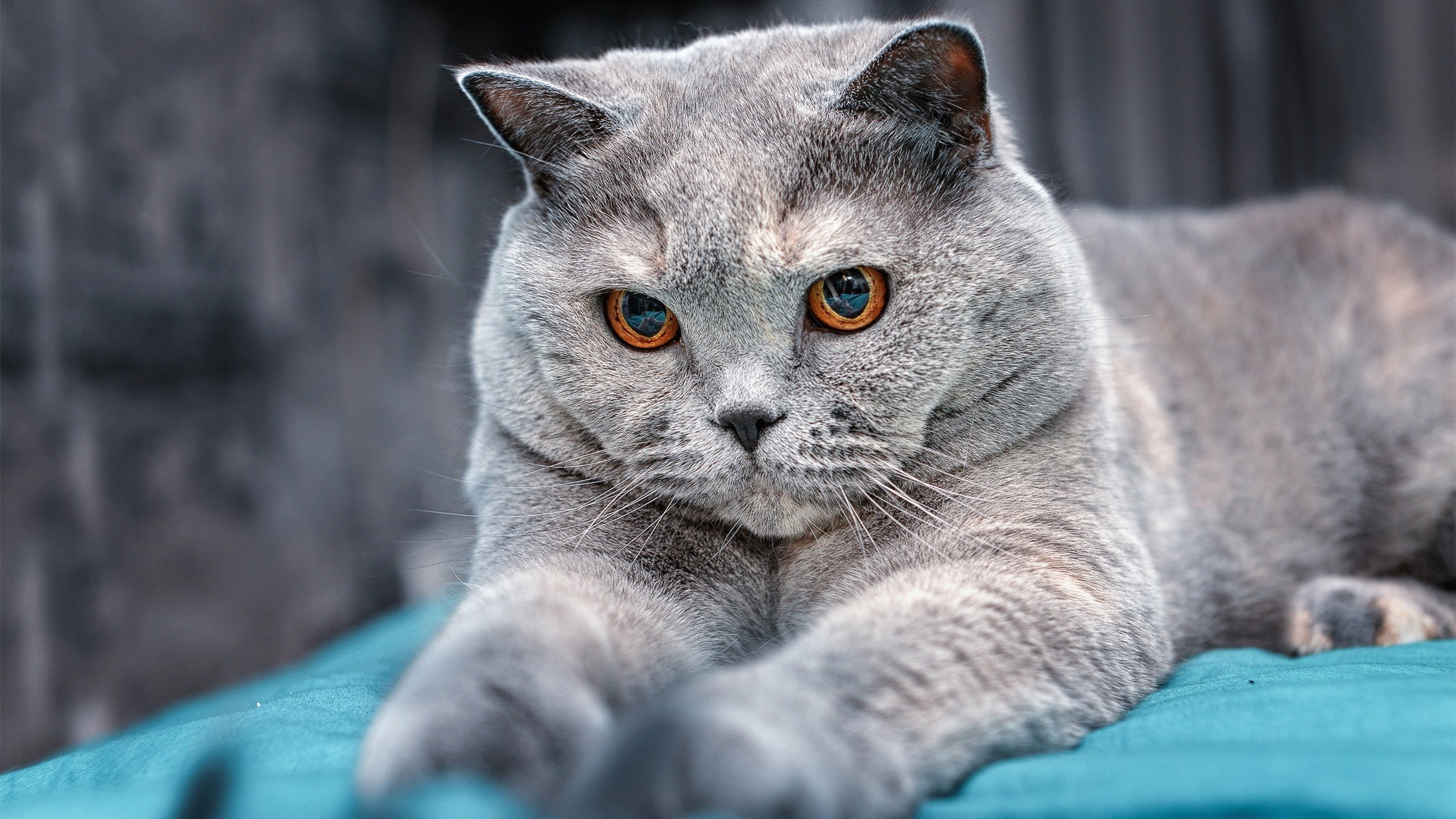 APP下载 LY Sports-西甲激烈角逐：精彩瞬间不断！，西甲锦集