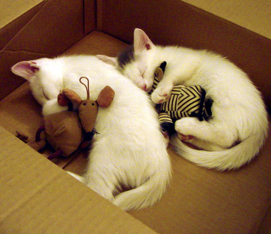 跳水难点克服韩国动作流畅，韩国跳水队的0分没白给